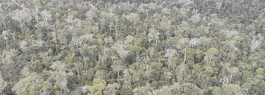 Imagem ilustrativa da imagem Ações que ajudam a proteger a fauna e a flora no Estado