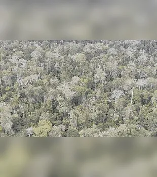 Imagem ilustrativa da imagem Ações que ajudam a proteger a fauna e a flora no Estado