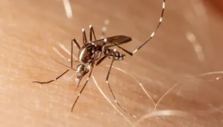 Imagem ilustrativa da imagem Sorotipo 2 da dengue é encontrado no ES pela primeira vez desde 2019