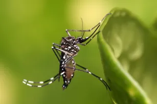 Imagem ilustrativa da imagem Anvisa aprova 1ª vacina contra a dengue de uso amplo