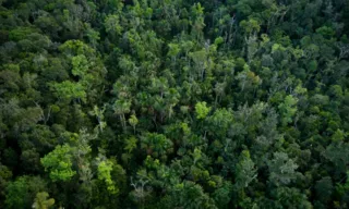 Imagem ilustrativa da imagem Helicóptero com três pessoas desaparece na floresta amazônica entre PA e AP