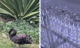 Imagem ilustrativa da imagem Homem furta e mata cisne negro de parque no RJ; Animal é considerado raro