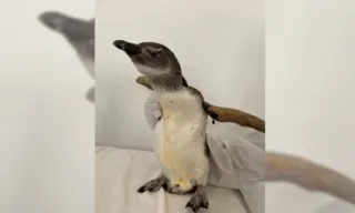 Imagem ilustrativa da imagem Pinguim é resgatado em praia de Vila Velha