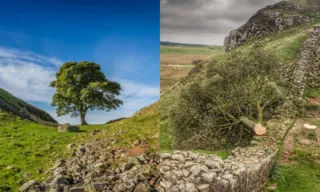 Imagem ilustrativa da imagem Árvore mais famosa do Reino Unido é derrubada em ato de vandalismo
