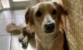 Imagem ilustrativa da imagem Clínica veterinária é denunciada após cachorra internada fugir e morrer atropelada