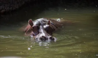 Imagem ilustrativa da imagem Colômbia decide sacrificar hipopótamos de Pablo Escobar