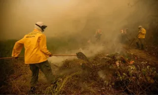 Imagem ilustrativa da imagem Incêndio atinge há um mês reserva amazônica no Amapá