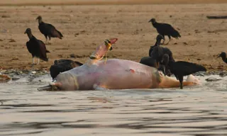 Imagem ilustrativa da imagem Mais de cem botos morrem em lago superaquecido no Amazonas