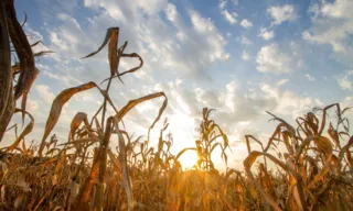 Imagem ilustrativa da imagem Mudanças climáticas e a participação da sociedade