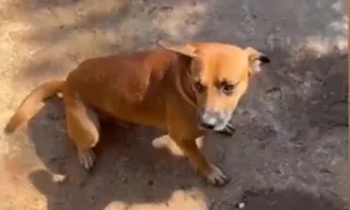 Imagem ilustrativa da imagem Vira-lata caramelo arranca pedaço da orelha de homem que furtava em Goiás