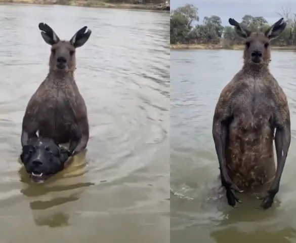 Imagem ilustrativa da imagem Australiano sai no soco com canguru 'marombado' para salvar cão