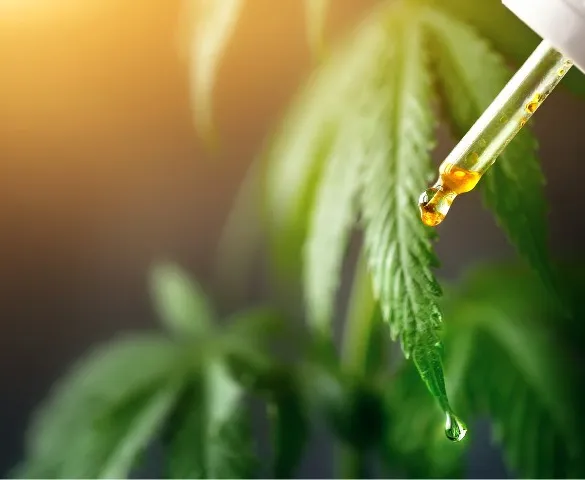 Imagem ilustrativa da imagem Remédios à base de cannabis serão distribuídos pelo SUS no Espirito Santo