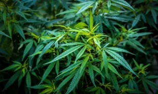 Imagem ilustrativa da imagem Alemanha aprova uso recreativo de maconha no país