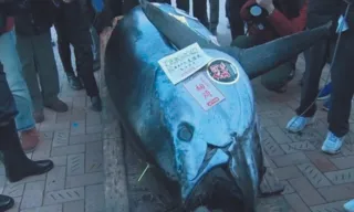 Imagem ilustrativa da imagem Atum gigante é vendido por R$ 3,8 milhões no Japão