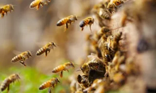 Imagem ilustrativa da imagem Avião é atacado por enxame de abelhas e atrasa desembarque