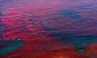 Imagem ilustrativa da imagem Biólogos alertam sobre Maré Vermelha em praias de Pernambuco