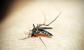 Imagem ilustrativa da imagem Brasil chega a 62 mortes e 408 mil casos prováveis de dengue