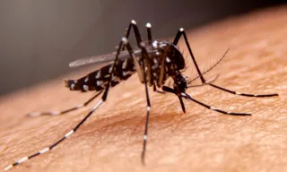 Imagem ilustrativa da imagem Brasil é país com mais casos de dengue no mundo, alerta OMS