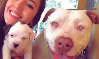 Imagem ilustrativa da imagem Cão envenenado em João Neiva: morte de pitbull pode dar 5 anos de prisão