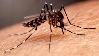 Imagem ilustrativa da imagem Cidade do Rio de Janeiro confirma primeira morte por dengue de 2024