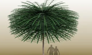 Imagem ilustrativa da imagem Cientistas acham rara árvore com folhas de 350 milhões de anos