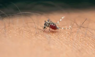 Imagem ilustrativa da imagem Com mais de 10 mil casos em 2024, Rio de Janeiro decreta emergência por dengue