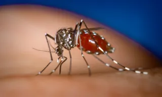 Imagem ilustrativa da imagem DF terá hospital de campanha para tratar casos de dengue