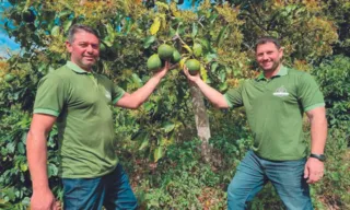 Imagem ilustrativa da imagem Espírito Santo é o 4º maior produtor de abacate do País