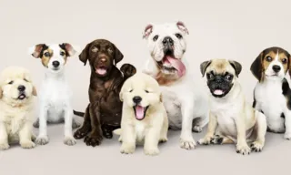 Imagem ilustrativa da imagem Estudo mostra raças de cães que vivem mais tempo