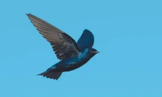 Imagem ilustrativa da imagem Investigado o “sumiço” de andorinhas-azuis