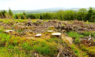 Imagem ilustrativa da imagem Pará continua a liderar o desmatamento no Brasil