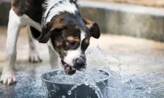 Imagem ilustrativa da imagem Potes de água dos pets precisam ser higienizados para evitar dengue