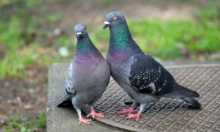 Imagem ilustrativa da imagem Projeto de Lei prevê multa para quem alimentar pombos em Vitória