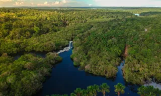 Imagem ilustrativa da imagem Quando a Amazônia entra em colapso? Novo estudo prevê um prazo