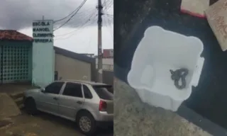 Imagem ilustrativa da imagem VÍDEO | Guarda Civil resgata filhotes de jiboia em sala de aula na Bahia