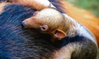 Imagem ilustrativa da imagem Zoológico do DF faz enquete para escolher nome de tamanduá-mirim bebê