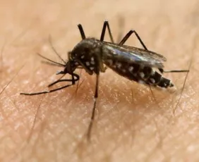 Imagem ilustrativa da imagem Brasil chega a 2.715 mortes por dengue e 4,8 milhões de casos prováveis da doença