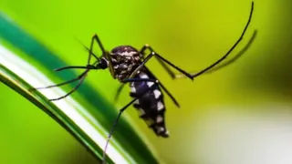 Imagem ilustrativa da imagem Brasil atinge 1,6 mil mortes confirmadas por dengue