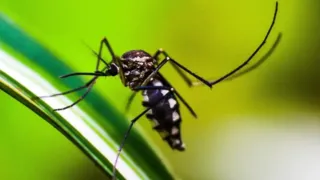 Imagem ilustrativa da imagem Doenças similares à dengue e zika preocupam especialistas para 2025