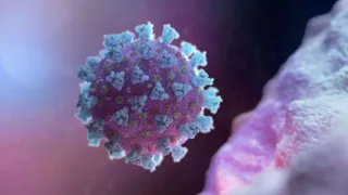 Imagem ilustrativa da imagem Cientistas criam vacina que pode proteger de vários tipos de coronavírus