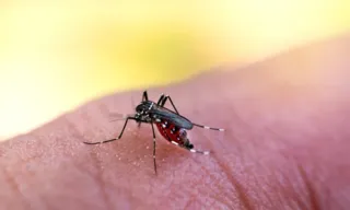 Imagem ilustrativa da imagem Antiviral contra dengue começará a ser testado em animais no próximo mês