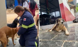 Imagem ilustrativa da imagem Após enchentes no Sul do ES, 400 cães e gatos são abandonados