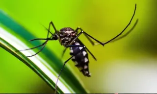 Imagem ilustrativa da imagem Cidade de São Paulo tem 43 mil novos casos de dengue em uma semana