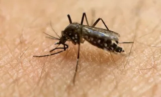 Imagem ilustrativa da imagem Secretaria de Saúde de Pernambuco confirma 2ª morte por dengue neste ano no Estado