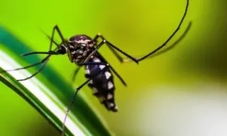 Imagem ilustrativa da imagem Brasil passa de 1,8 milhão de casos de dengue em 78 dias e bate recorde histórico