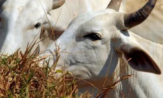 Imagem ilustrativa da imagem Brasil regula abate e processamento de animais para mercado religioso