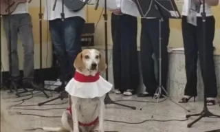 Imagem ilustrativa da imagem Cachorro se tornou 'cãoroinha' de igreja após ser adotado por padre