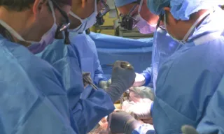 Imagem ilustrativa da imagem Equipe médica nos EUA faz primeiro transplante de rim de porco a um paciente vivo