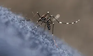 Imagem ilustrativa da imagem Estado do Rio de Janeiro registra primeiros casos de dengue tipo 3