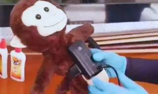 Imagem ilustrativa da imagem Macaco de pelúcia é encontrado com tornozeleira eletrônica em operação